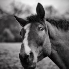 Mr Ed is inquisitive